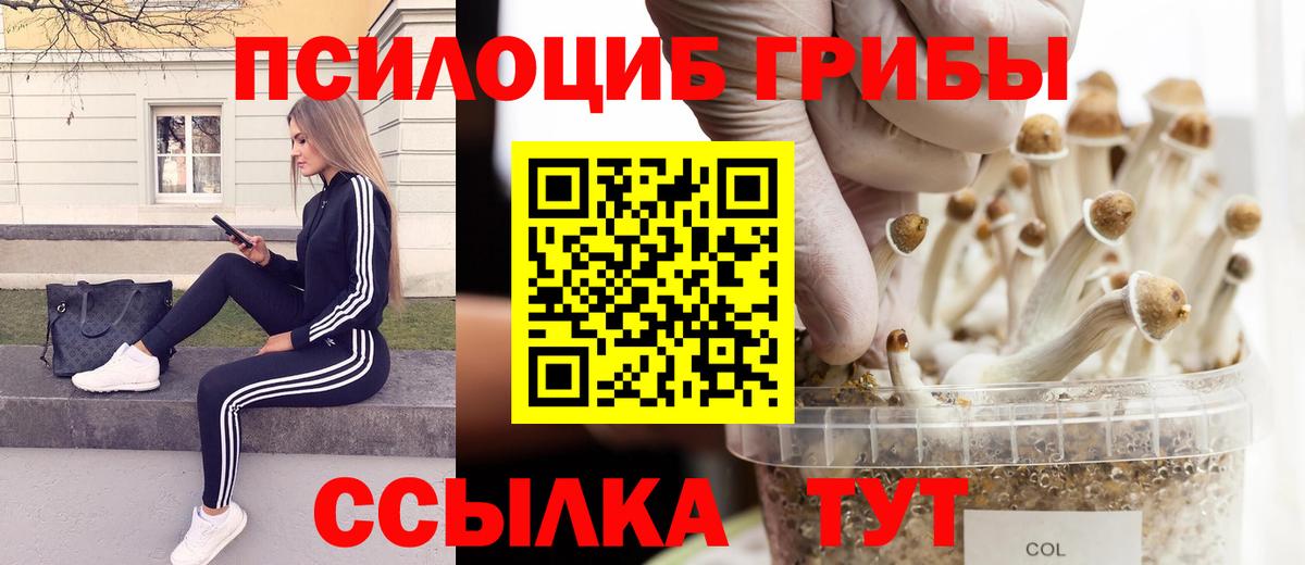 Псилоцибиновые грибы прущие грибы  где продают наркотики  Вход с VPN  Морозовск  Галлюциногенные грибы Psilocybe 